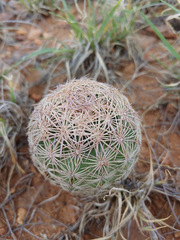 Echinomastus intertextus intertextus