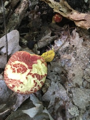 Hortiboletus campestris
