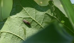 Photinus signaticollis