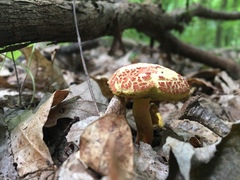 Hortiboletus campestris