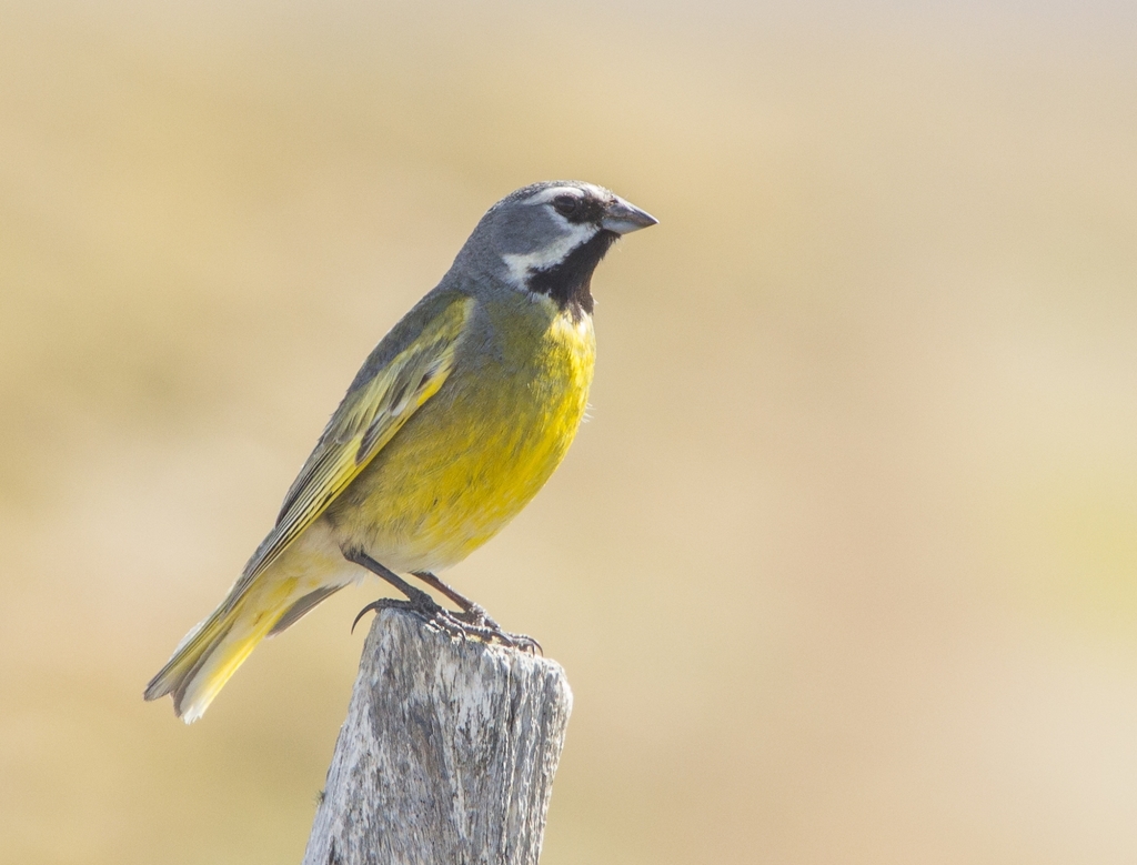 White-bridled Finch photo