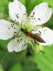 Oedemera femorata
