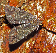 Catocala lacrymosa