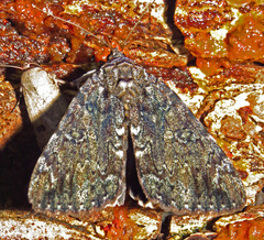 Catocala lacrymosa