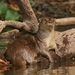 Neotropical River Otter - Photo (c) Carlos Sanchez, some rights reserved (CC BY-NC), uploaded by Carlos Sanchez