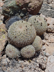 Coryphantha recurvata recurvata