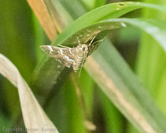 Hymeniini