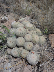 Coryphantha recurvata recurvata