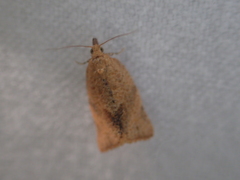 Clepsis consimilana
