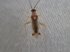Campyloneura virgula