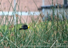 Chrysomus icterocephalus bogotensis