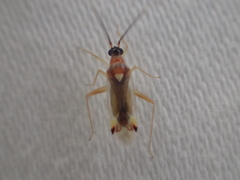 Campyloneura virgula