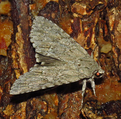 Acronicta americana