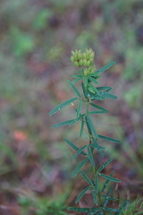 Lespedeza angustifolia