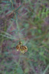 Lespedeza angustifolia