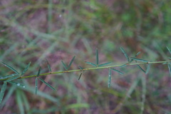 Lespedeza angustifolia