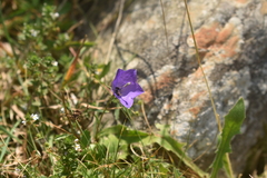 Campanula herminii