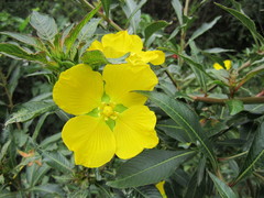 Ludwigia elegans