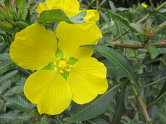 Ludwigia elegans