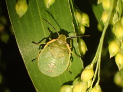 Chlorochroa uhleri