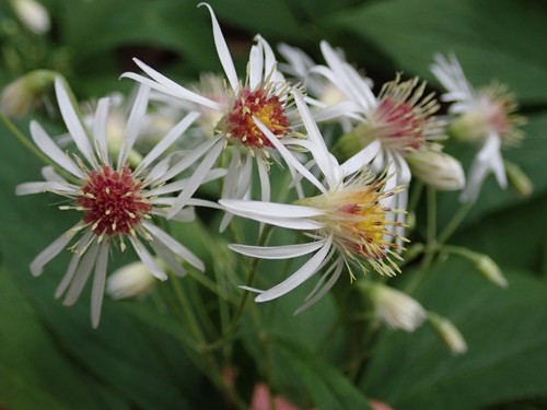 whorled wood aster