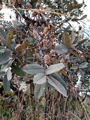 Qualea parviflora