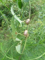 Dioscorea polystachya