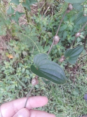 Dioscorea polystachya