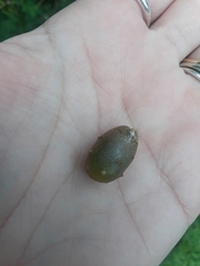 Dioscorea polystachya