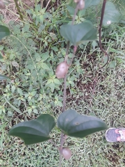 Dioscorea polystachya