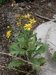 Senecio squalidus