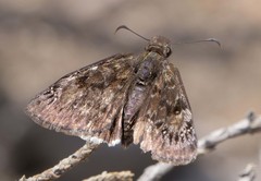 Erynnis juvenalis clitus