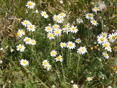 Matricaria