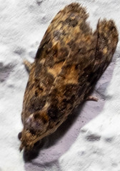 Endothenia