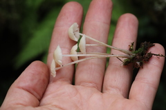 Marasmius wynneae