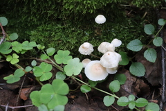 Marasmius wynneae