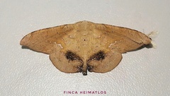 Patalene asychisaria