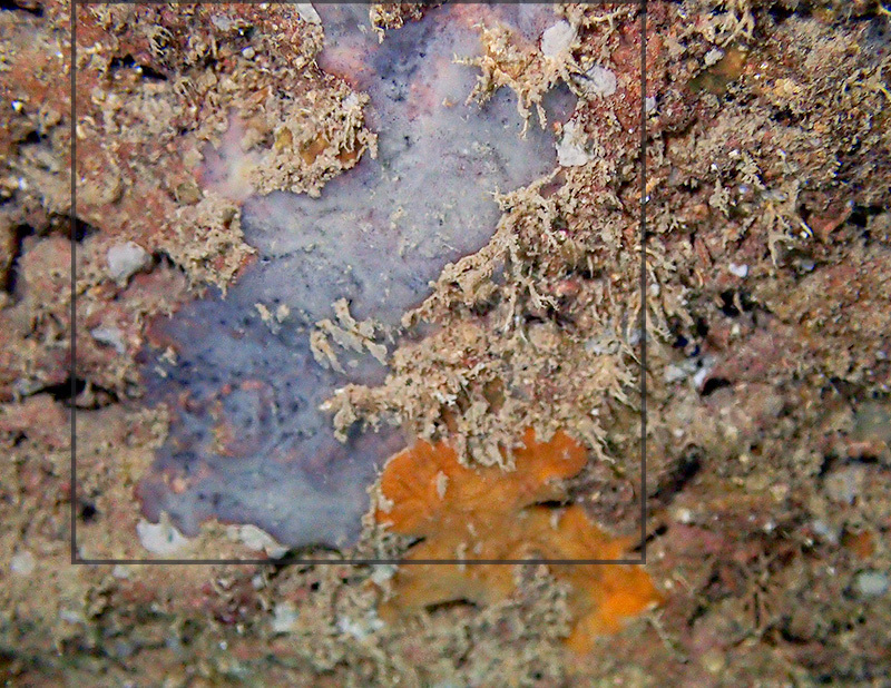 Dendroxea lenis