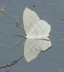 Scopula junctaria