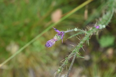 Cirsium filipendulum