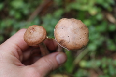Cortinarius laniger