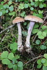 Cortinarius laniger