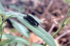 Agrilus arizonicus