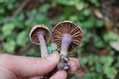 Cortinarius laniger