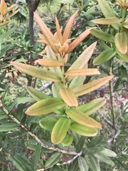 Lyonieae