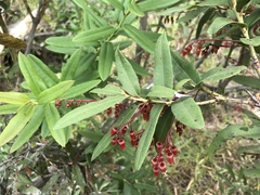Lyonieae