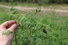 Astragalus uliginosus