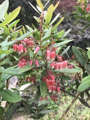 Lyonieae