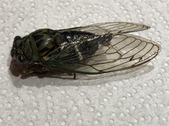 Neotibicen latifasciatus