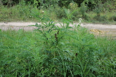 Astragalus uliginosus